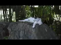 undercover, a music video by isobel
