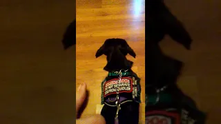 training chloe the service dog