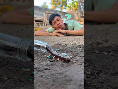 Don’t forget to have sweet dreams while waiting for this cute millipede to come out #shorts