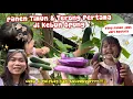 Download Lagu PANEN TERONG \u0026 TIMUN DIKEBUN OPUNG‼️SUBUR BANGET WALAU CUMA DIPOT / EMBER