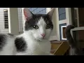 Kokomo Humane Society Pet of the Week - Nash