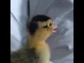 Download Lagu /BABY DUCK SOUND EFFECTS/
