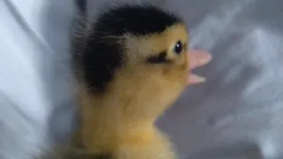BABY DUCK SOUND EFFECTS 