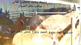 شوفو تزاوج الحمار Shorts Short Shortsvideo Shortvideo Subscribe Status Shortsfeed Song Sha 