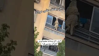 كبش تاع رومانيا ماعجباتوش دزاير عيد عيد اضحى كباش 
