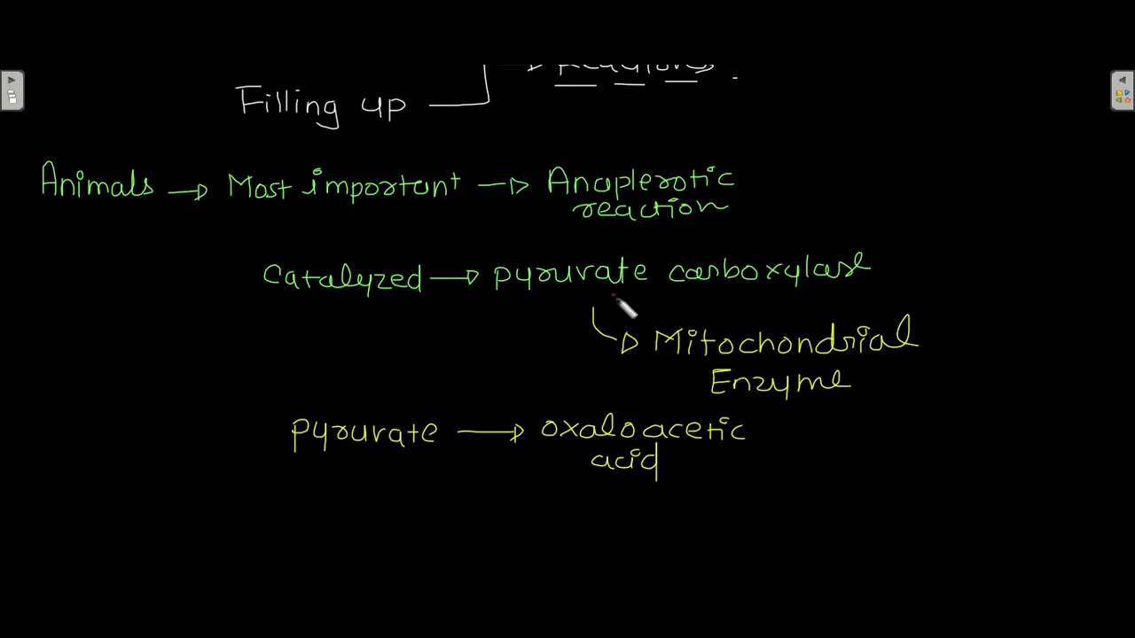 Anaplerotic reactions