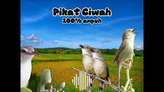 pikat ciblek sawah prenjak klik eder eder 100 ampuh pikatanburung ciwah prenjakklik 