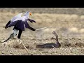 Lagu Even snakes FEAR this Bird | The Kung Fu Secretary Bird