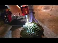 Download Lagu opening a durian with a DRILL