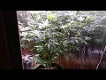 Ultimate Jilly Hawaiian Wedding Cake 1000 Subs