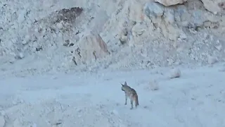 توثيق الضبع في بلدة صوريف  شمال غرب الخليل                         دندنها