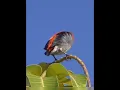 Download Lagu Penampakan Burung Cabean di Alam bebas #shorts