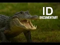 Alligator Facts Secrets of America s Ancient Predators Nature Documentary