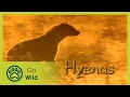 Download Lagu Hyenas - The Whole Story 7/13 - Go Wild