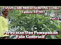 Download Lagu PENCEGAHAN RONTOK BUNGA CABE MERAH KERITING (CMB), AWAL FASE GENERATIF