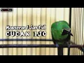 Download Lagu MASTERAN CUCAK IJO FULL 1 JAM COCOK UNTUK TERAPI IJO STRES DAN MACET BUNYI - BONJOL KICAU