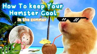 Keeping Your Hamster Cool in the Summer
