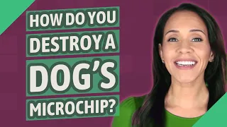 How do you destroy a dog s microchip