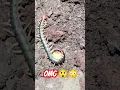 Download Lagu Giant centipede 😱😳😳😱| @mykidsmk #india #japan #viral #funny #short #america