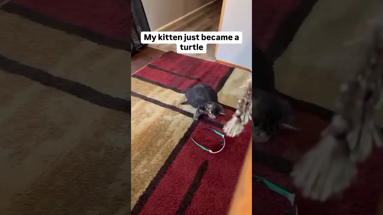 Incredible transition