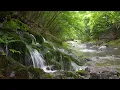 Babbling Brook  / Birds Chirping /Forest Sounds / Reduces Stress