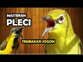 Lagu Masteran Pleci Sejalur Tembakan Sogon