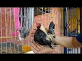 VERY FINE SHORT-LEGGED KIKIRIKIS ROOSTERS
