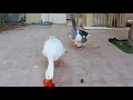 What do geese eat The test