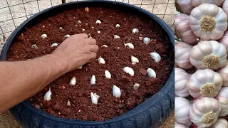 بدك تزرع ثوم يربي روس كبيرة وتشيل منو مونه للبيت شاهد الفيديو 