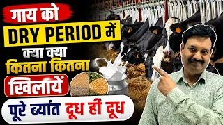 गाय क़ो DRY PERIOD में क्या क्या कितना कितना खिलायें पूरे ब्यात दूध ही दूध 👉🏻 गाय को Dry Perod मे क्य