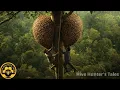 Download Lagu Giant Wild Honey Hunt: Discovering and Harvesting Wild Honey at Dangerous Heights