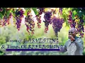 Download Lagu CHECHECHE REVIVAL - BIBLE STUDY