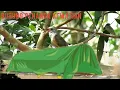 Download Lagu burung kedasih gacor suaranya bikin merinding