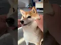 Download Lagu Finding out how SQUISHY this Shiba Inu is 😍
