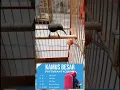 Download Lagu SUARA burung sogok ontong #kicaumania #kicauburunglovebird #burung #burunglovebirds #kicaumanianusan