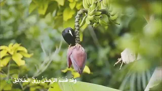 إذا الم رء  لا ي رعاك  إ لا  ت ك ل فا    محمد طارق               توكلت في رزقي على الله خالقي   دندنها