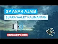 Download Lagu SP ANAK AJAIB.. SUARA WALET KALIMANTAN TERBARU.