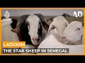 Lagu Ladoum: Senegal's Star Sheep | Africa Direct Documentary