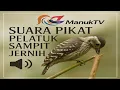 Download Lagu Suara pikat pelatuk sampit jernih ampuh terbaru