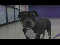 Meet Chromia and learn about ARL s upcoming auction and Fetch List