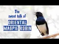 Download Lagu SUARA Oriental Magpie Robin [Panggilan Burung] [Suara Burung] #bird_calls - दयाळ - മണ്ണാത്തി