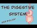The Digestive System BBC Bitesize KS3 Biology