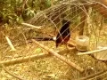 Download Lagu Murai batu - pikat.flv