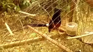 murai batu pikat flv