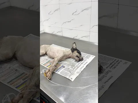 2 Puppies Ko Auto Se Kuchal Kar Bhaag Gaya! 💔😡|| #dogaccident #shorts