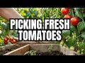 When to pick Tomatoes The perfect time will surprise you