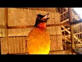 Download Lagu burung kutilang emas gacor||suara asli untuk pemikat burung