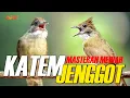 Lagu MASTERAN CUCAK JENGGOT X KAPAS TEMBAK