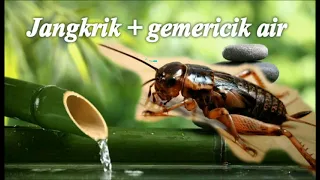 Download Terapi / Masteran suara jangkrik + gemericik air MP3