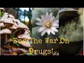 Ann Arbor Michigan Decriminalizes Ayahuasca Ibogaine Mescaline Peyote Psilocybin Mushrooms